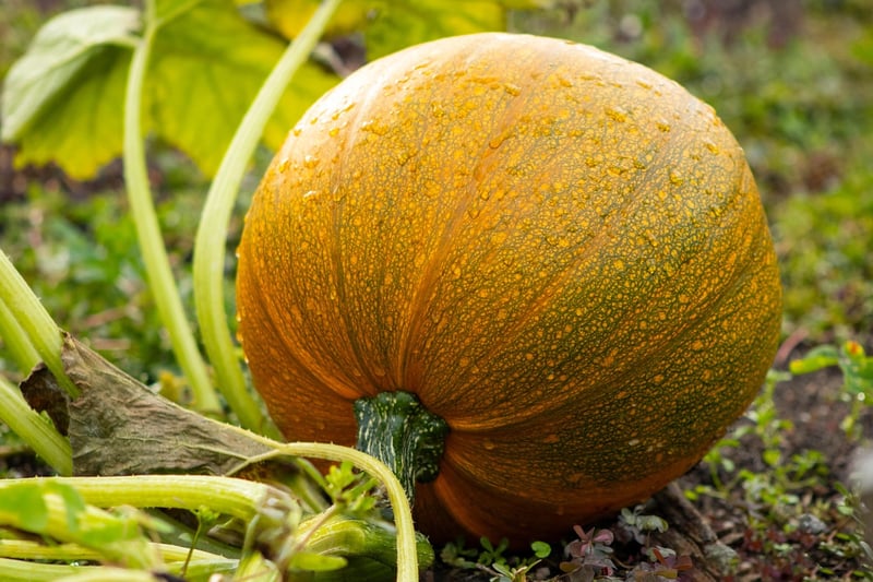 Fall Garden Prep