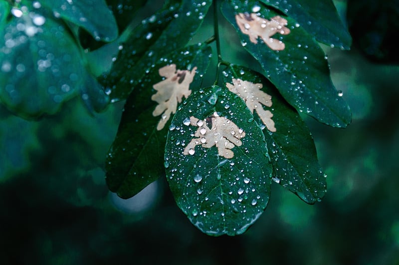 Neem Oil